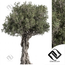 Деревья Olive 15