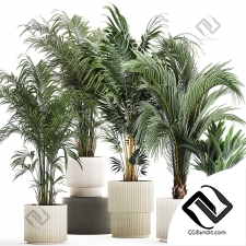 Комнатные растения set 77