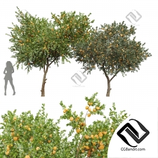 Деревья Tangerine