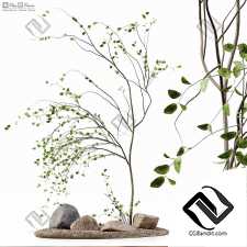 Комнатные растения 104