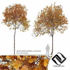 Деревья Acer platanoides