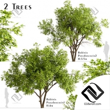 Деревья Set of Robinia Pseudoacacia Trees