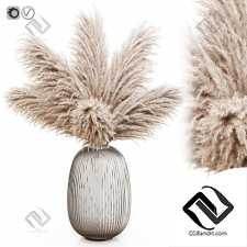 Pampas grass 8