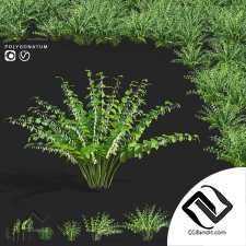 Кусты купена