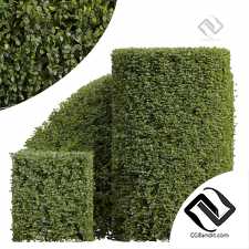 Обрезанный бонсай