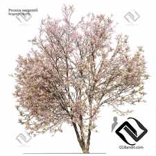 Деревья Prunus sargentii