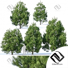 Деревья Trees Pinus sylvestris 28