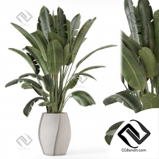 Комнатные растения Set 590