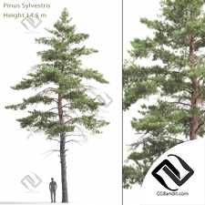 Деревья Trees Scots pine