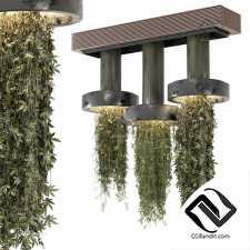 Комнатные растения Collection 3