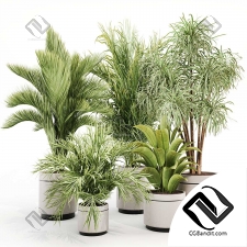 Комнатные растения set 17