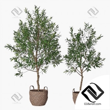 Комнатные растения Olive tree