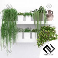 Комнатные растения Set of succulents, rhipsalis