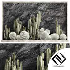 Комнатные растения кактусы