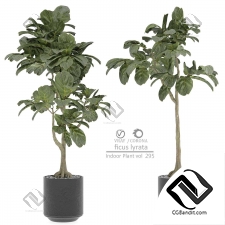 Комнатные растения 34