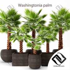 Уличные растения Street plants Set of palms