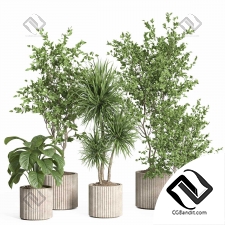 Комнатные растения set 49