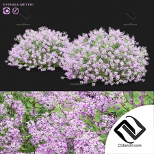 Сирень Майера