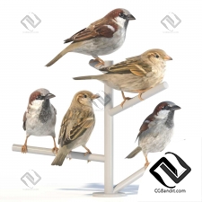 Живые существа Living creatures House Sparrow