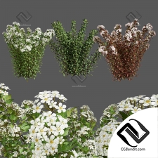 Винный кустарник девясил