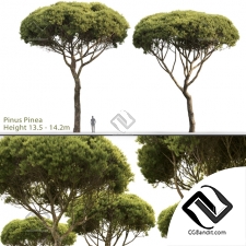 Деревья Trees Pinus Pinea
