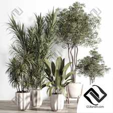 Комнатные растения set 69