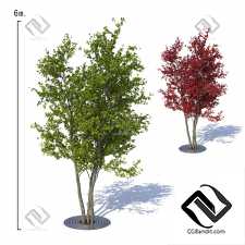 Деревья Maple