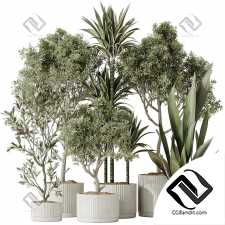 Комнатные растения set 99