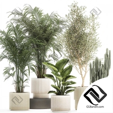 Комнатные растения set 34