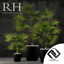 Комнатные растения RH caldera planter