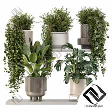 indoor Plant 12