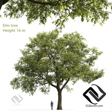 Деревья Trees Elm 16
