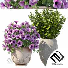 Уличные растения Street plants Petunia with bushes