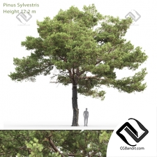 Деревья Trees Pinus sylvestris
