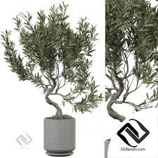 Комнатные растения 255