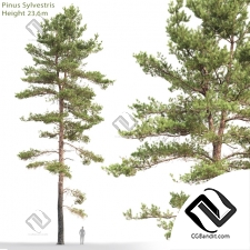 Деревья Trees Scots pine 57