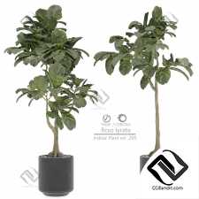 Комнатные растения 34