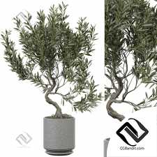 Комнатные растения 255