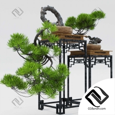 Комнатные растения bonsai 31