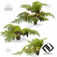 Древовидный папоротник