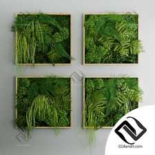 Set of moss and fern phyto modules