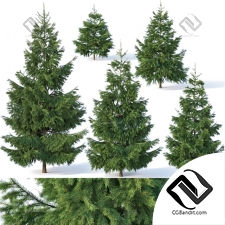 Деревья Trees spruce 19