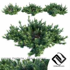 Кусты Juniperus Conferta