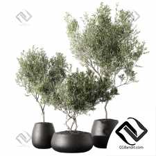 Комнатные растения 115