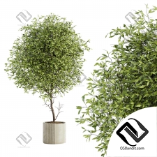 Комнатные растения 84