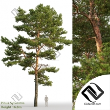 Деревья Trees Pinus sylvestris 67