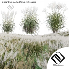 Серебряная трава