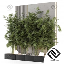 Комнатные растения Bamboo Garden in Concrete Base