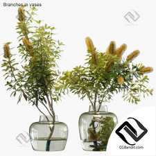 Букеты Banksia