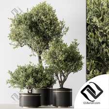 Комнатные растения 69